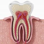 Nervi denti