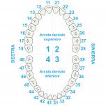 Dente 18