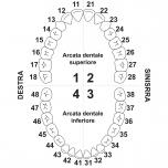 Dente 37