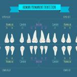 Dente 45