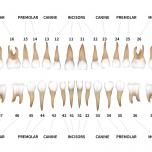 Dente 47