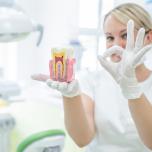 I denti sono ossa