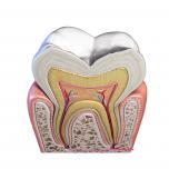 Nervo alveolare superiore