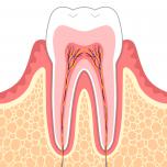 Odontogenesi