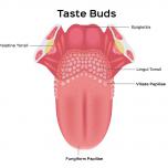 Sotto lingua anatomia