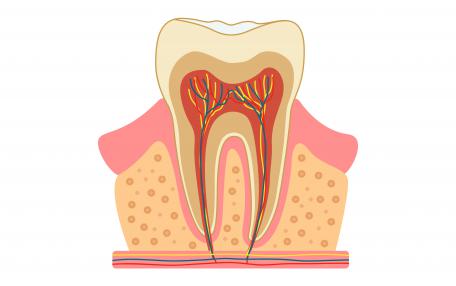 Nervo alveolare superiore