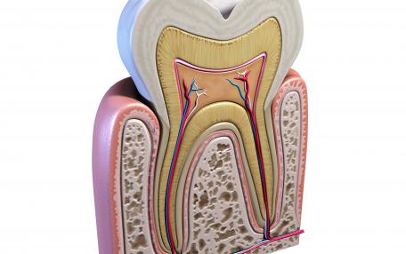 Nervo alveolare