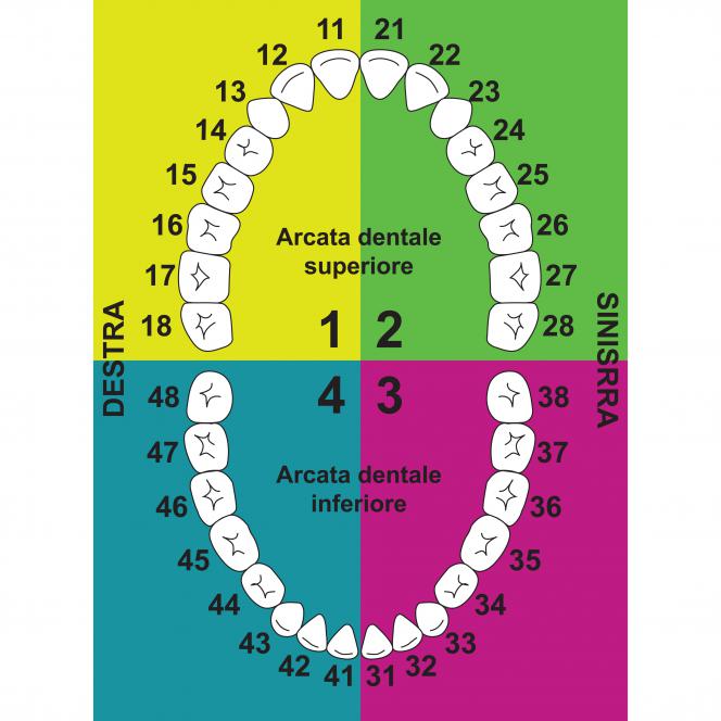 Dente 35 Dente 35