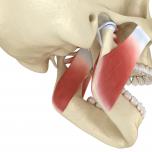 Tensione mandibolare cervicale